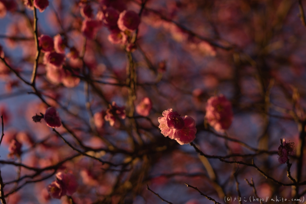 朝の梅の花 - 11