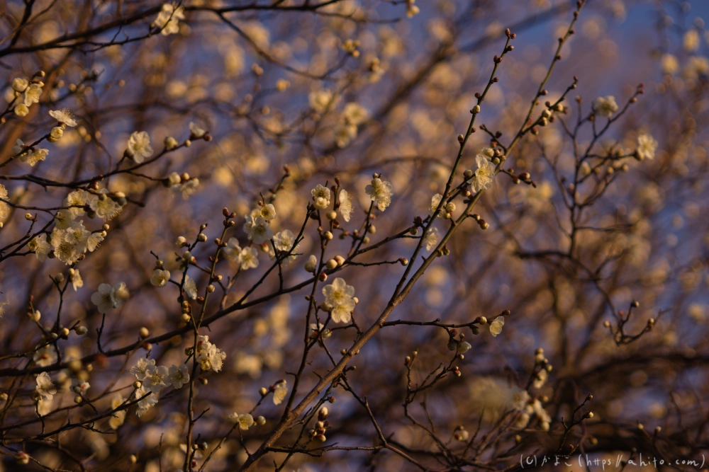 朝の梅の花 - 12