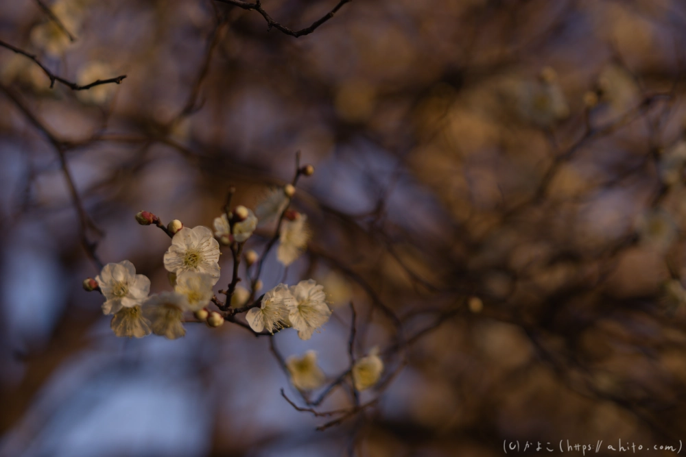 朝の梅の花 - 13