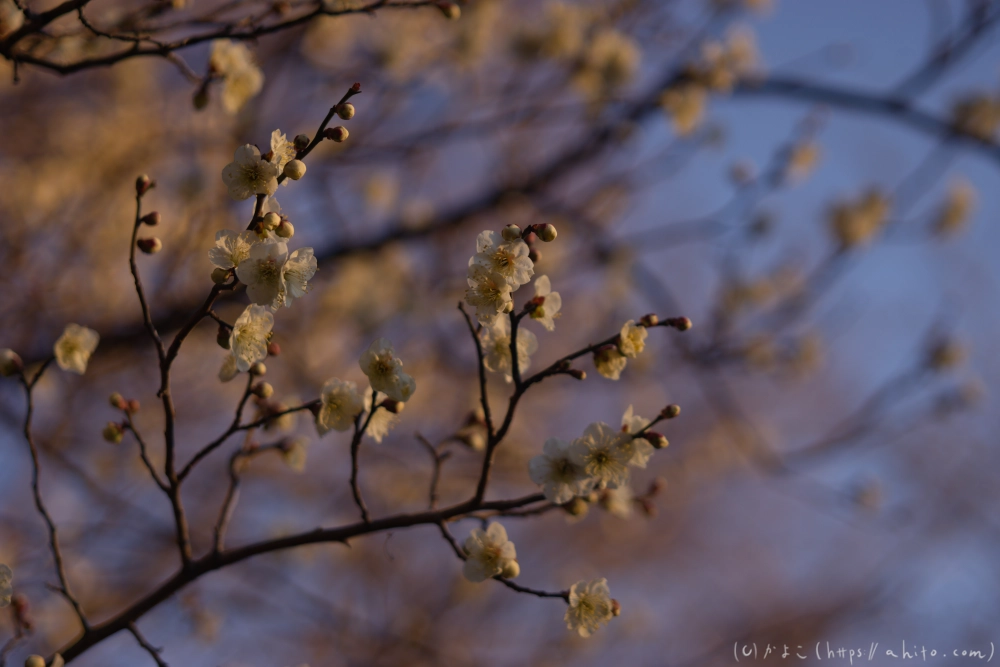 朝の梅の花 - 14