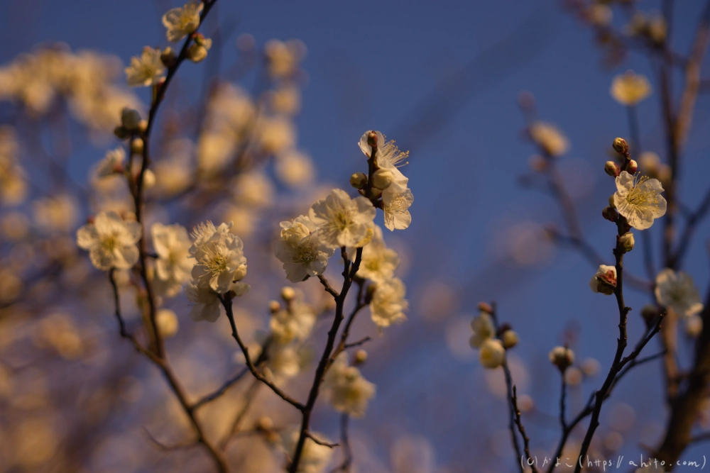 朝の梅の花 - 15