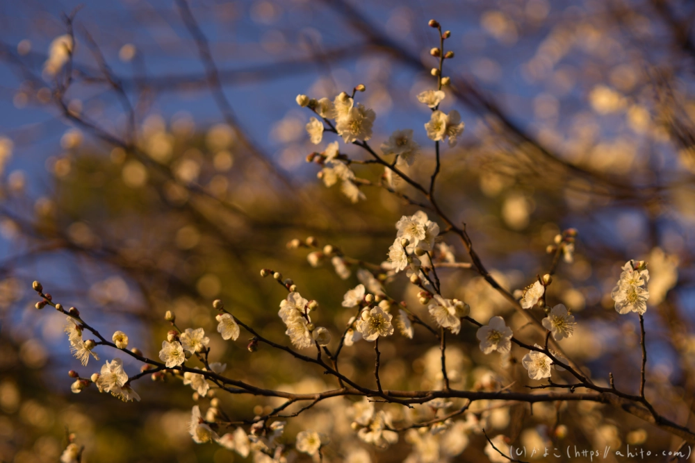 朝の梅の花 - 16