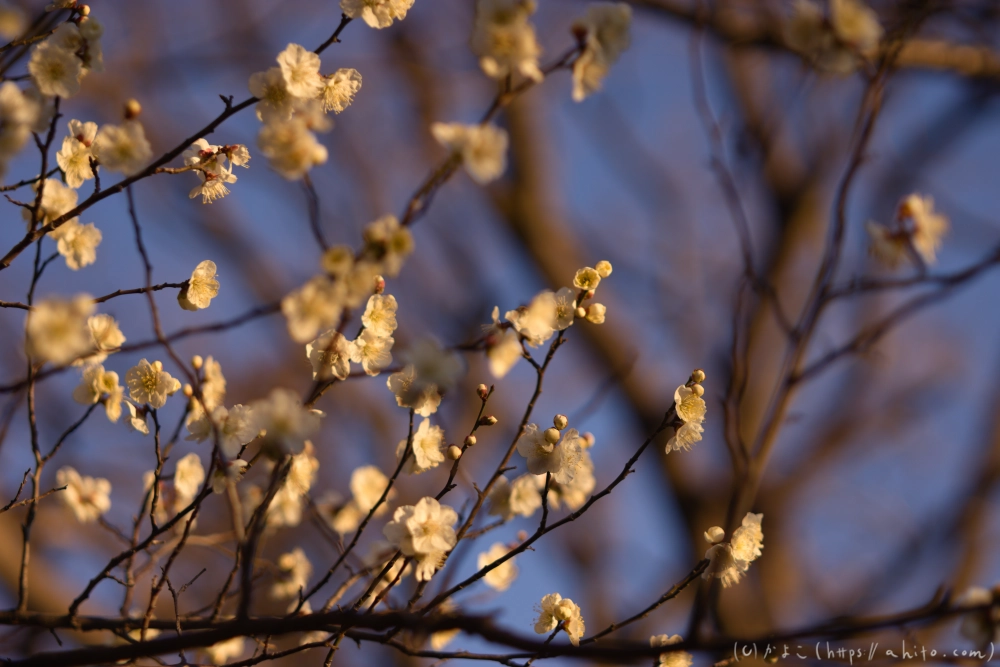 朝の梅の花 - 17