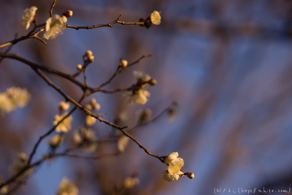 朝の梅の花 - 18