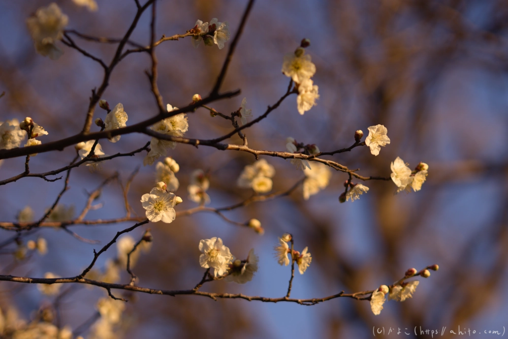 朝の梅の花 - 19