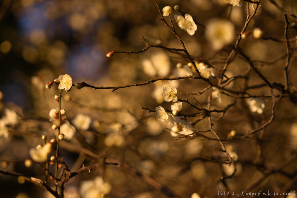 朝の梅の花 - 20