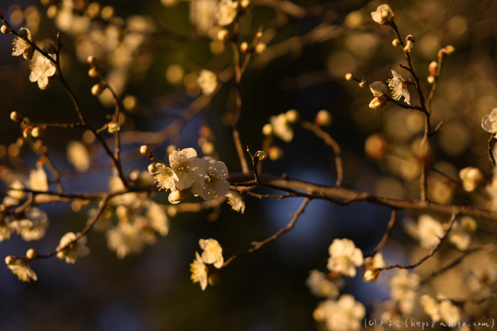 朝の梅の花 - 21