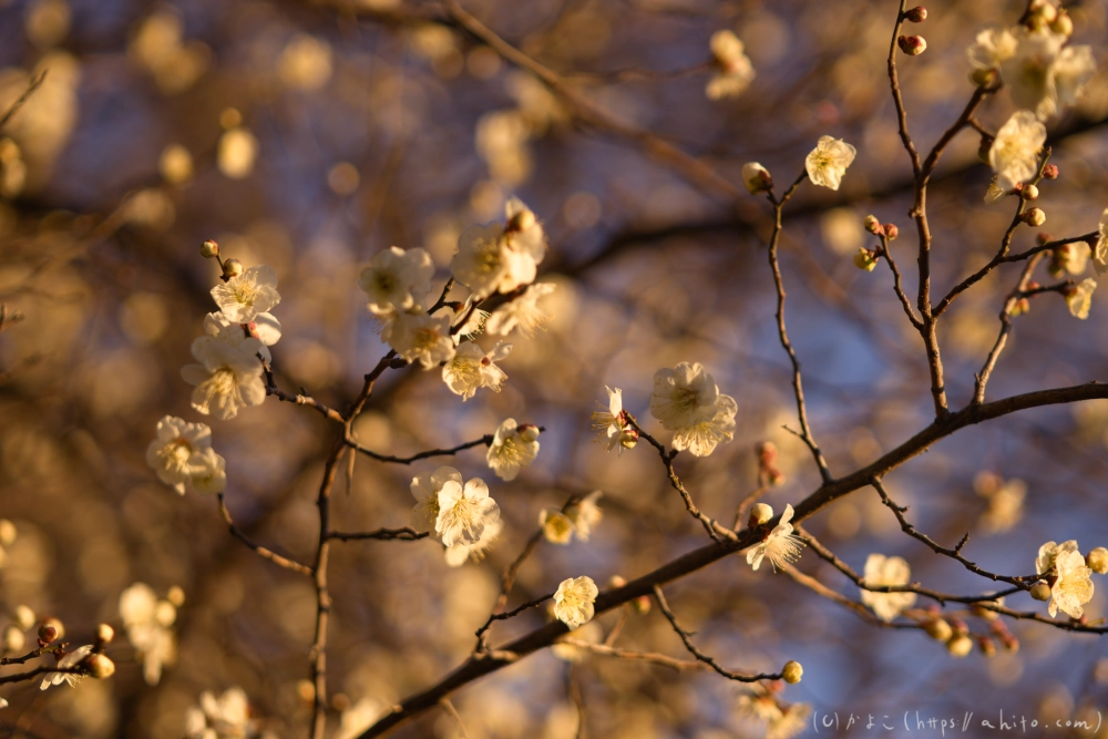 朝の梅の花 - 22