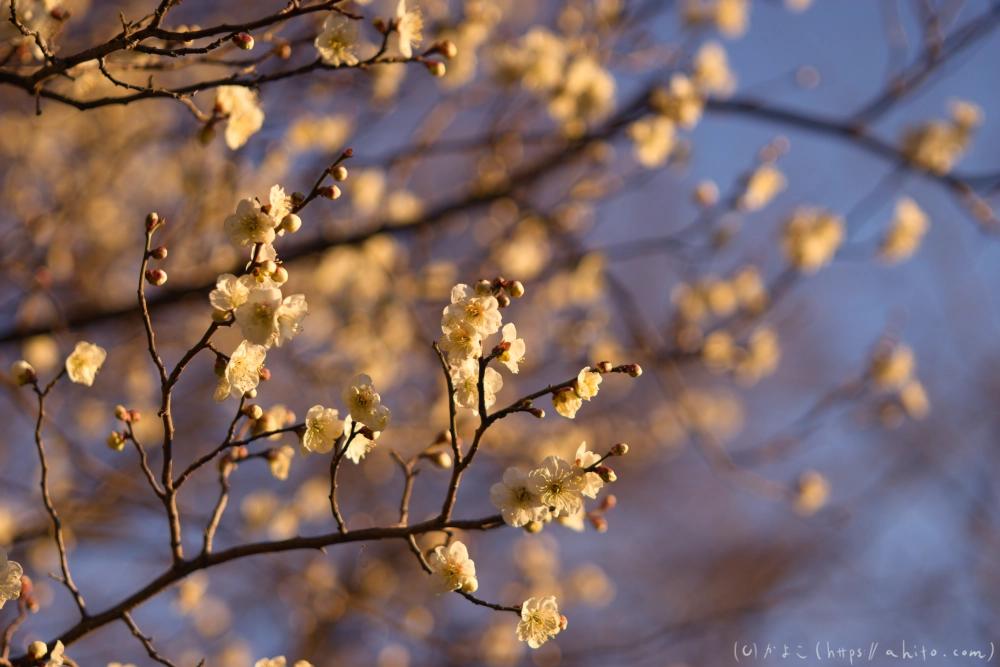 朝の梅の花 - 23