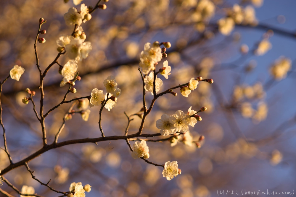 朝の梅の花 - 24