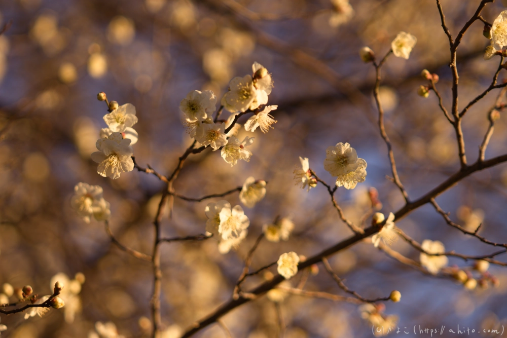 朝の梅の花 - 25