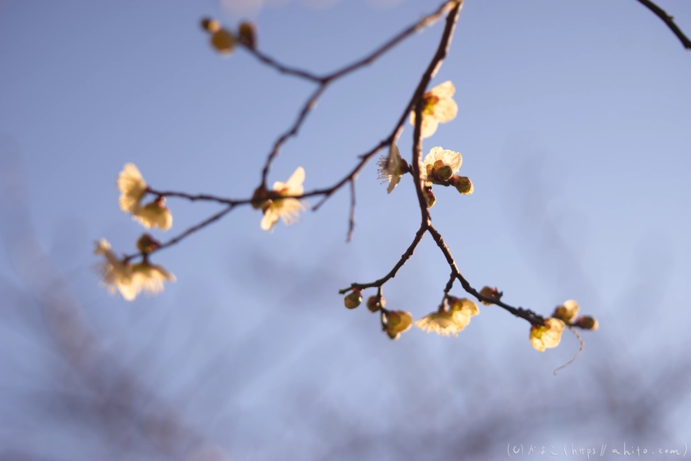 朝の梅の花 - 26