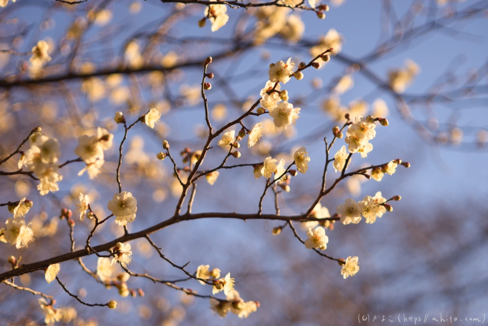 朝の梅の花 - 27