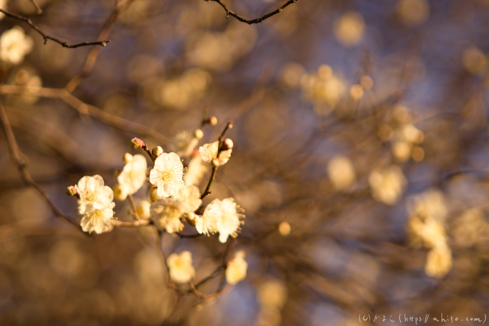 朝の梅の花 - 28