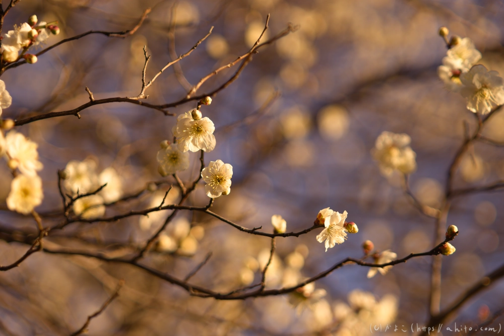 朝の梅の花 - 29