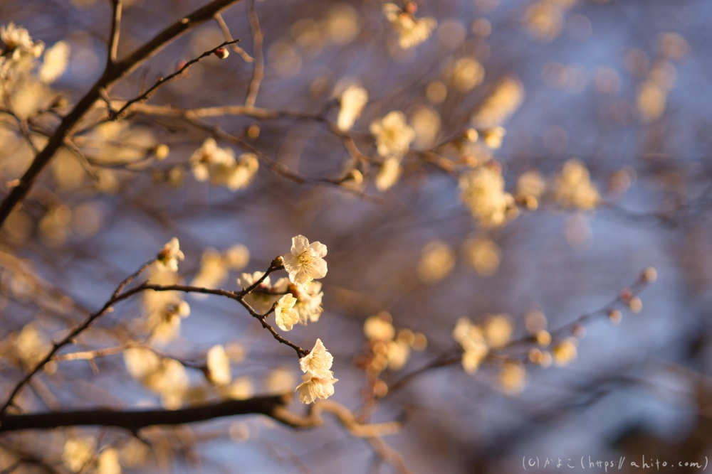 朝の梅の花 - 30