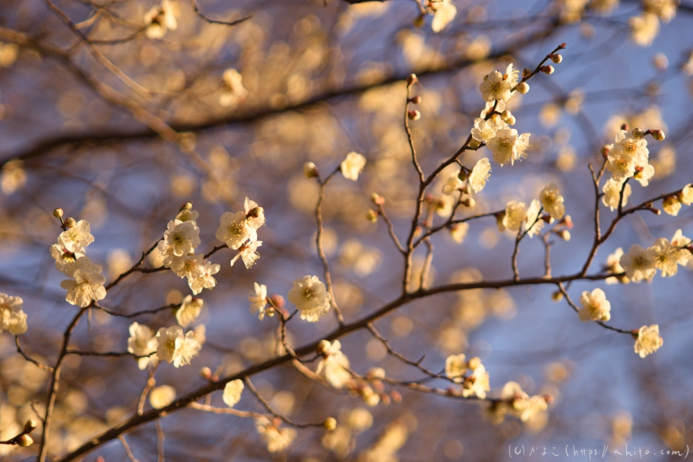 朝の梅の花 - 31