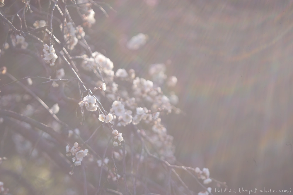 梅の花、満開 - 01