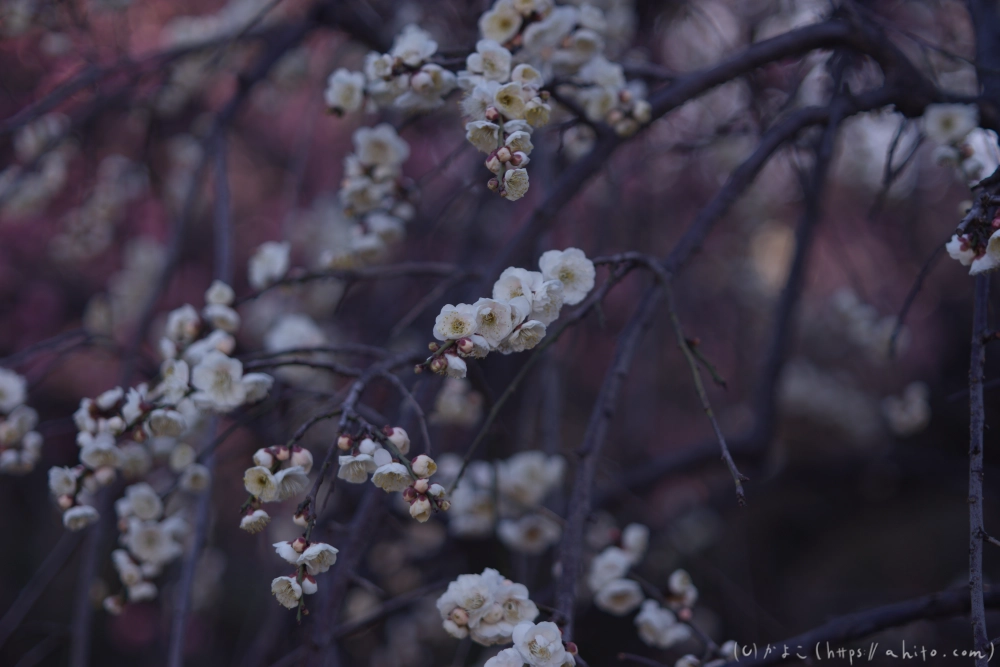 梅の花、満開 - 02