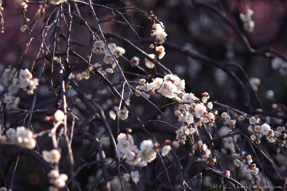 梅の花、満開 - 03