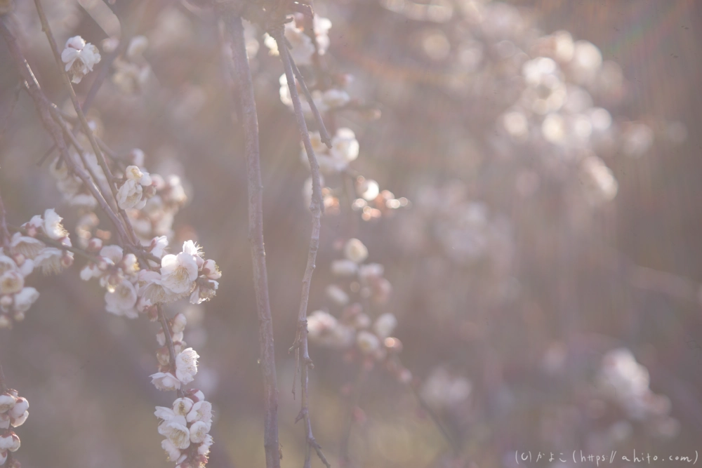 梅の花、満開 - 04