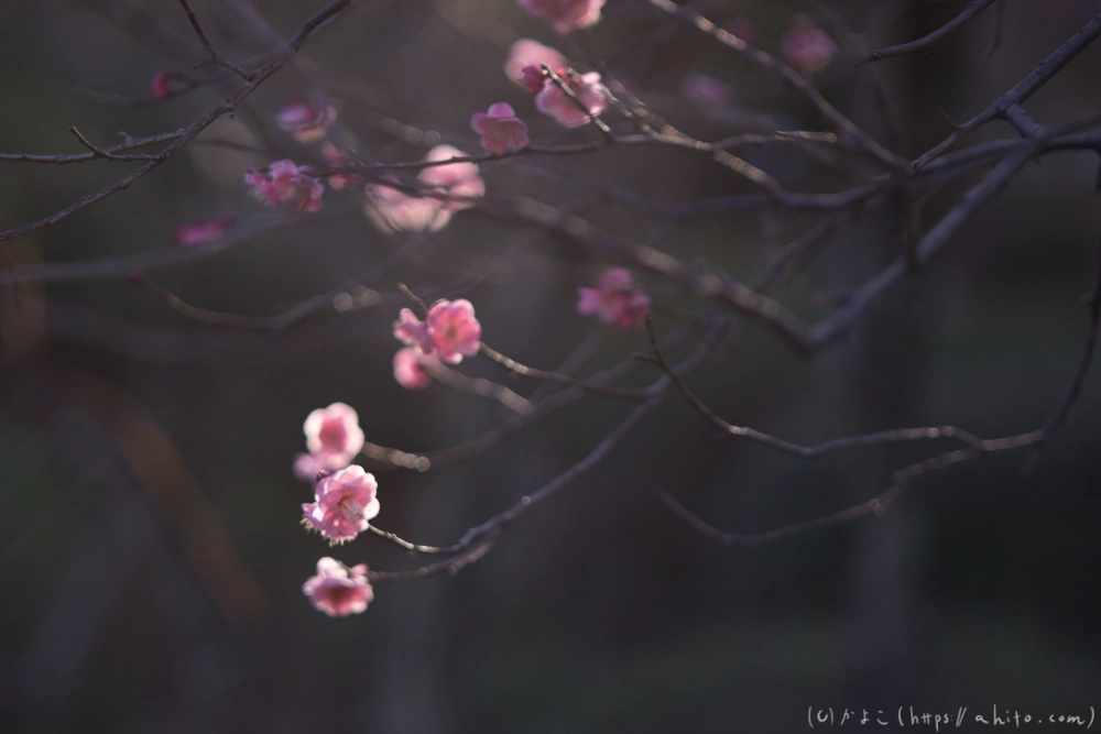 梅の花、満開 - 05