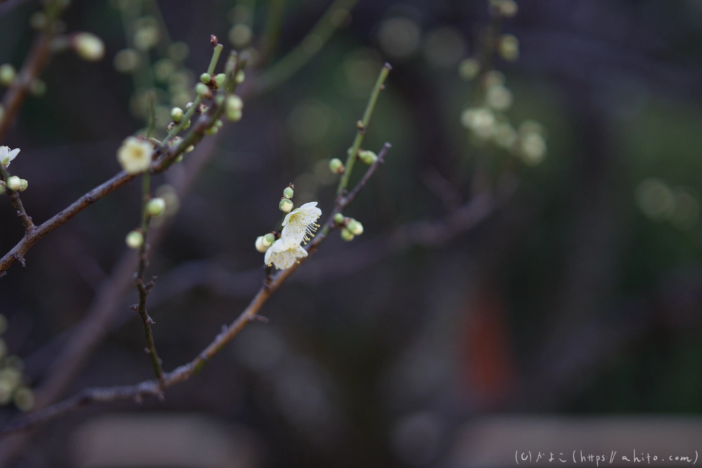 梅の花、満開 - 06