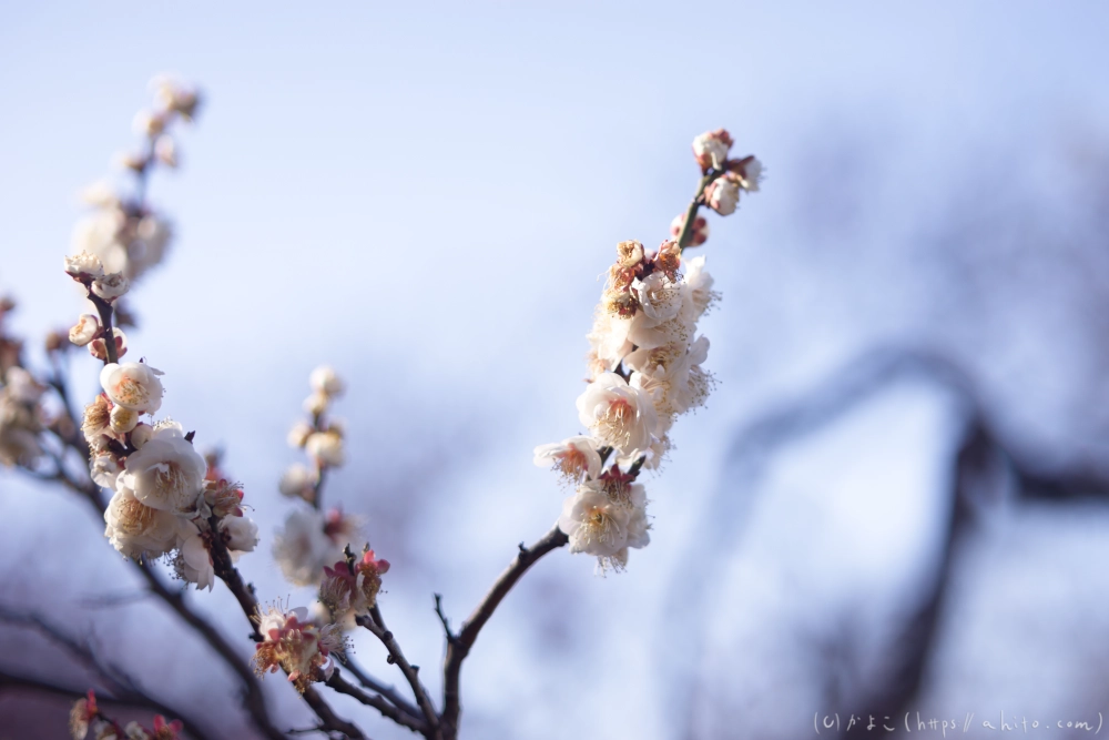 梅の花、満開 - 07