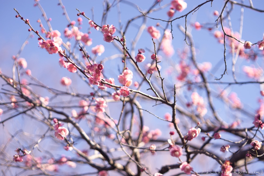 梅の花、満開 - 08