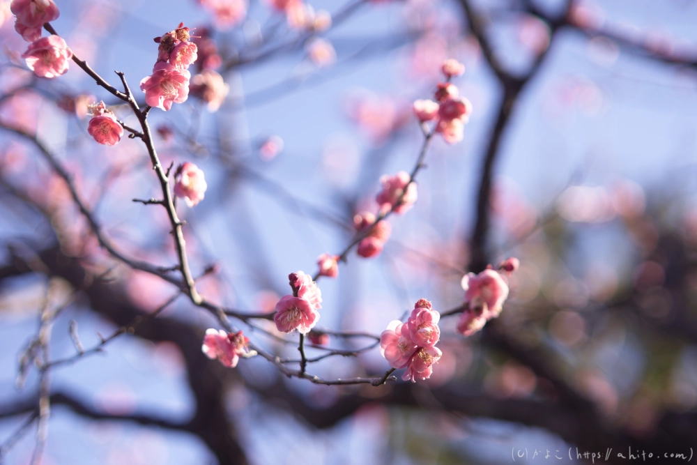 梅の花、満開 - 09