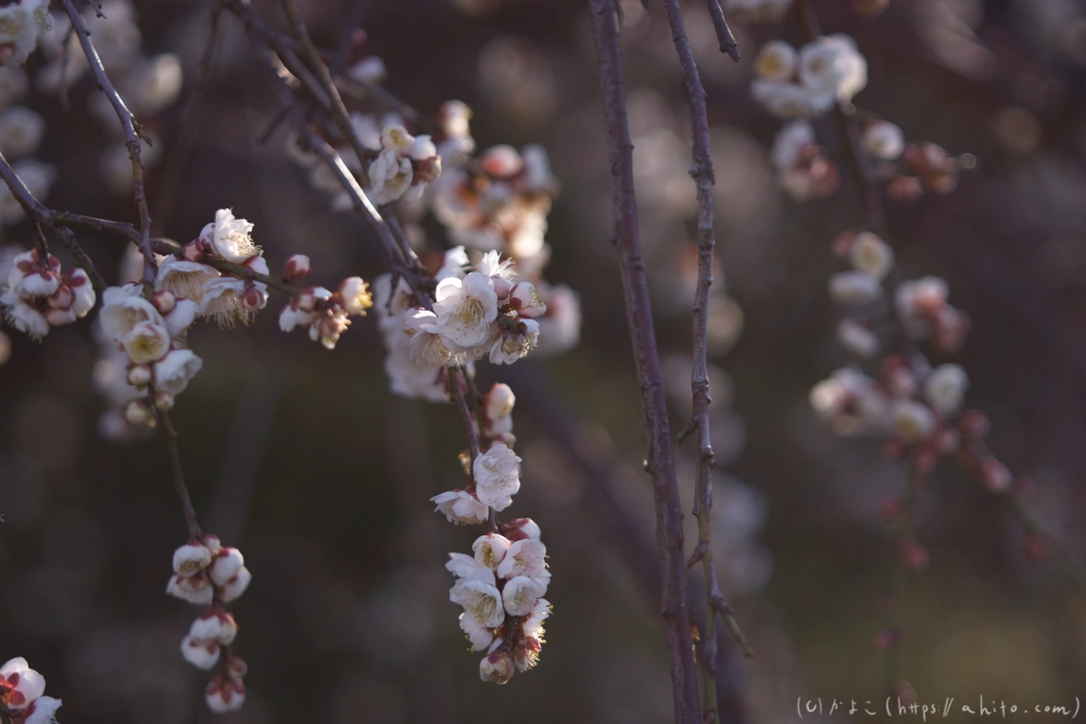 梅の花、満開 - 10