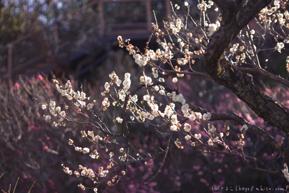 梅の花、満開 - 11