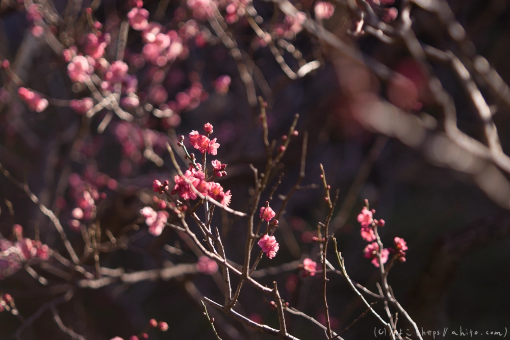 梅の花、満開 - 12