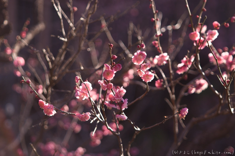 梅の花、満開 - 13