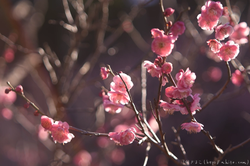 梅の花、満開 - 14