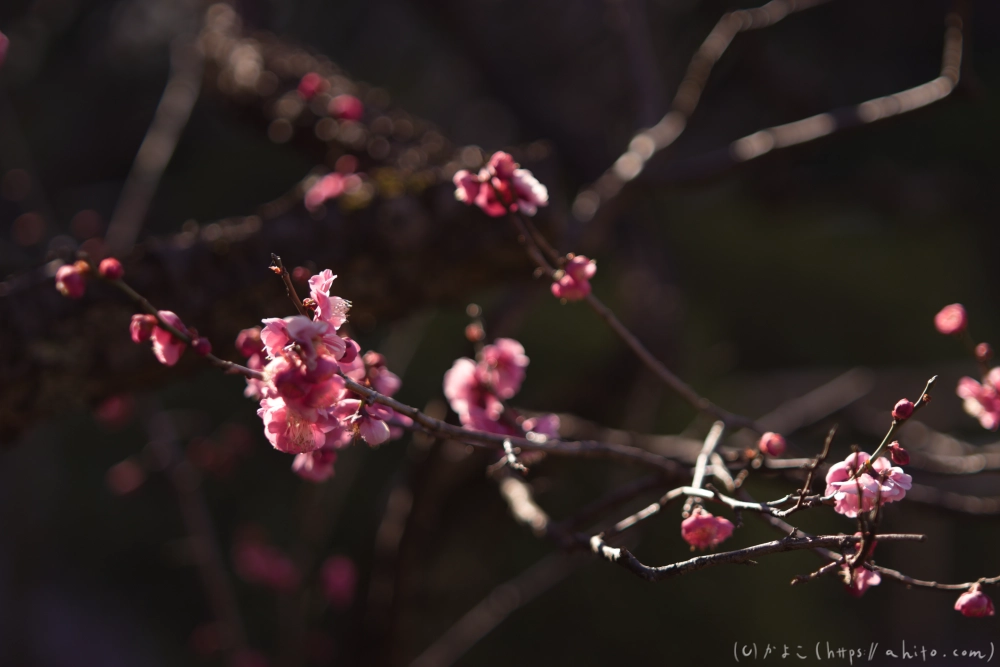 梅の花、満開 - 15