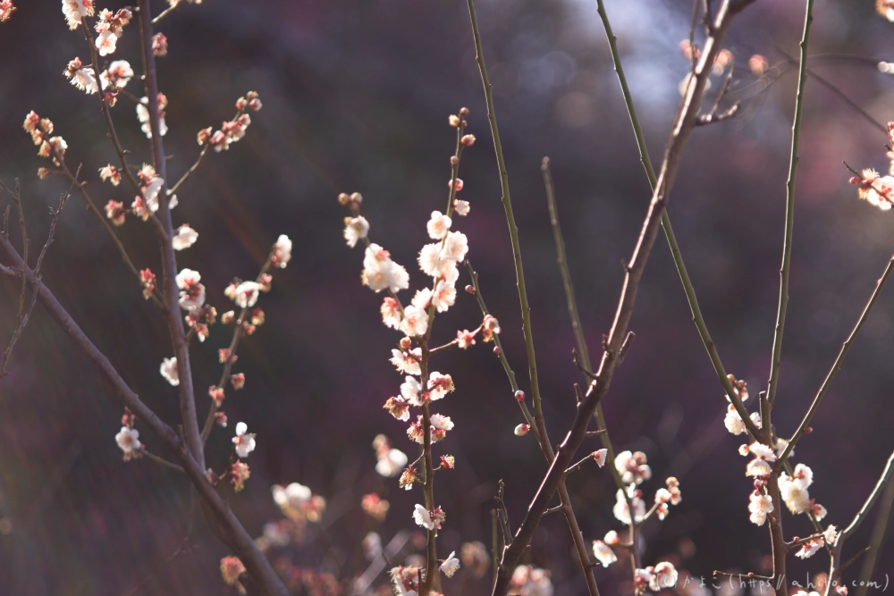 梅の花、満開 - 16