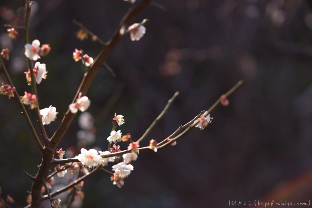 梅の花、満開 - 17