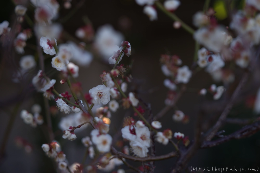 梅の花、満開 - 18