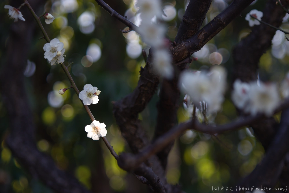 梅の花、満開 - 19