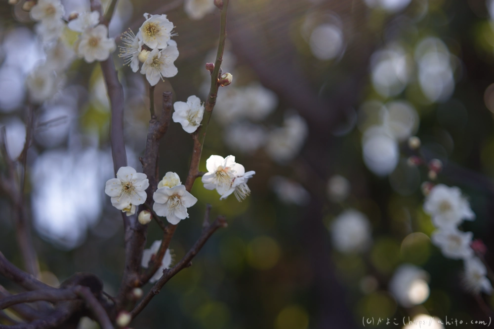 梅の花、満開 - 20