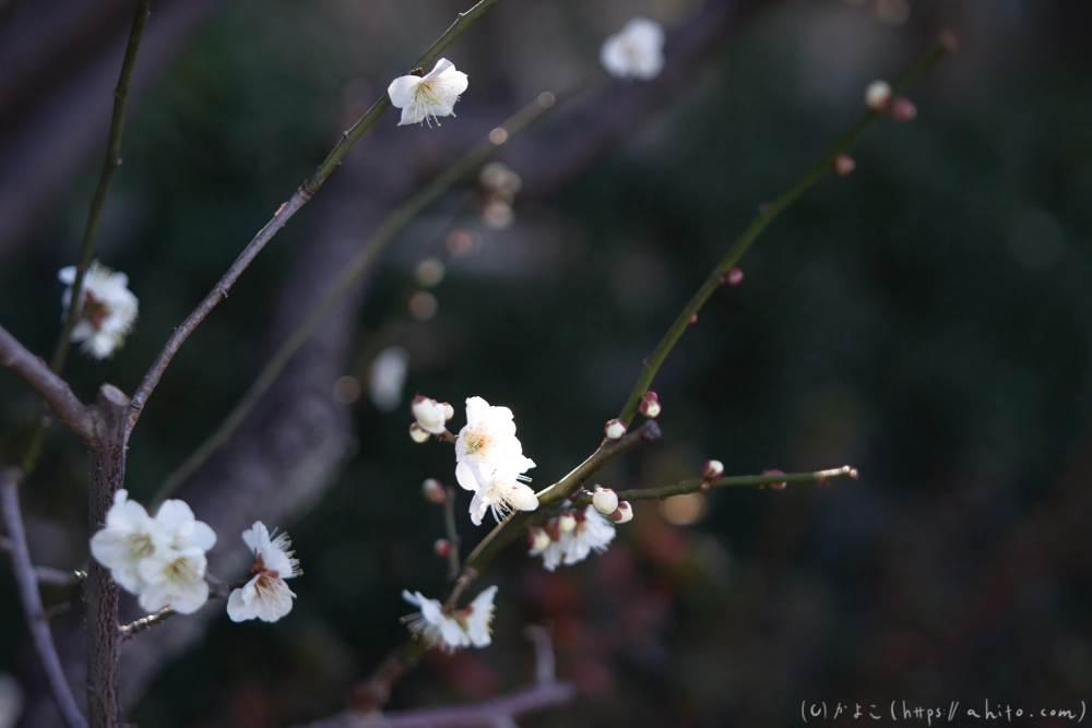 梅の花、満開 - 21