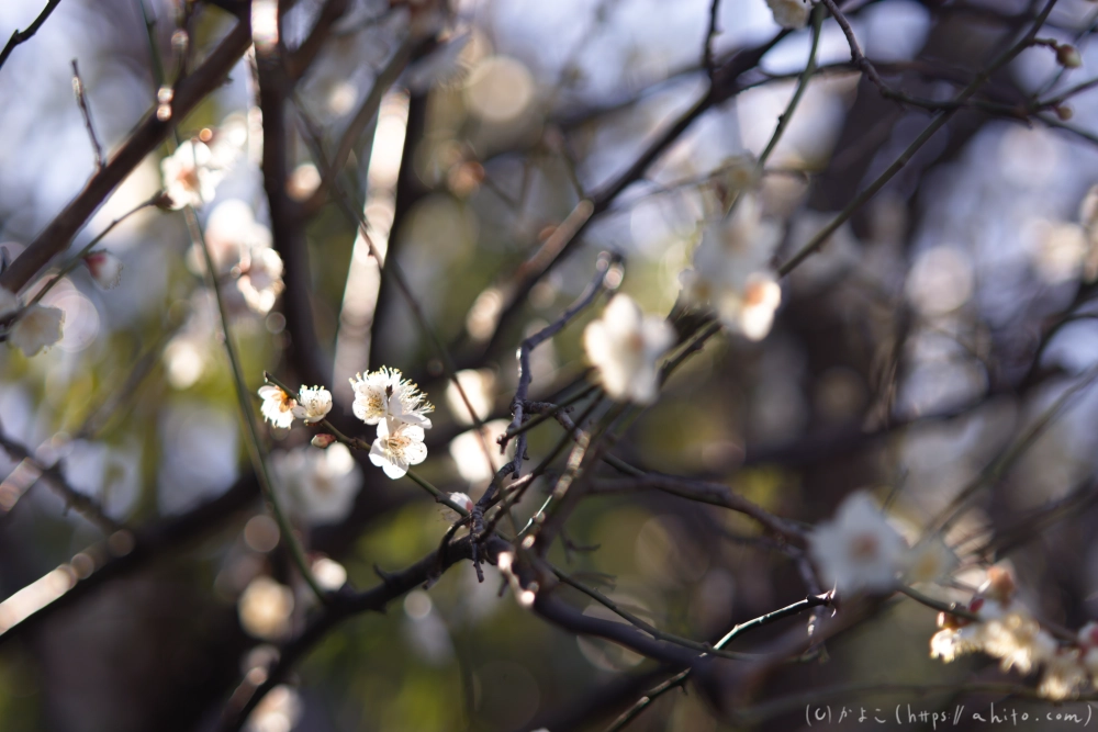 梅の花、満開 - 22