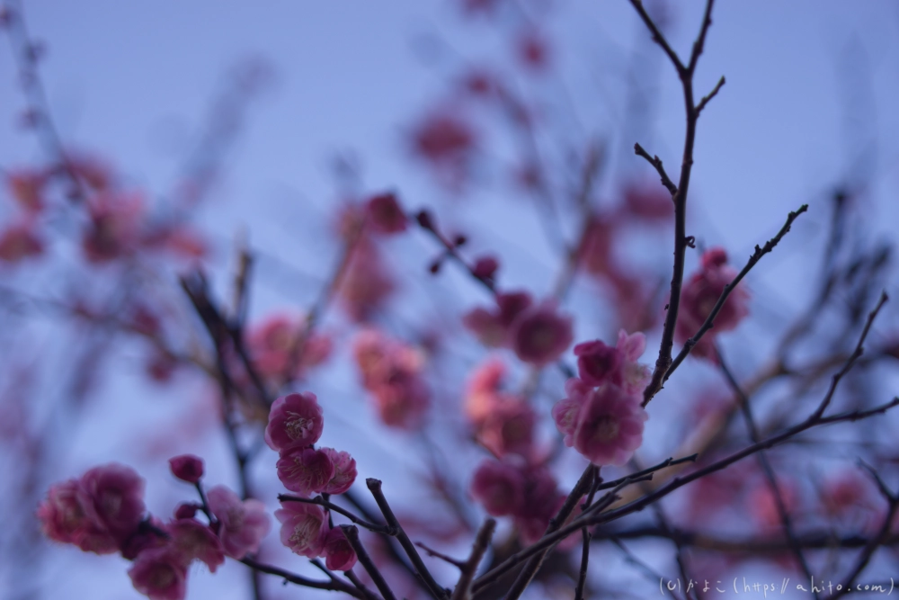 梅の花、満開 - 23