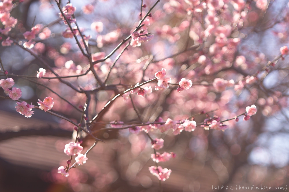 梅の花、満開 - 24