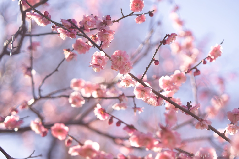 梅の花、満開 - 25