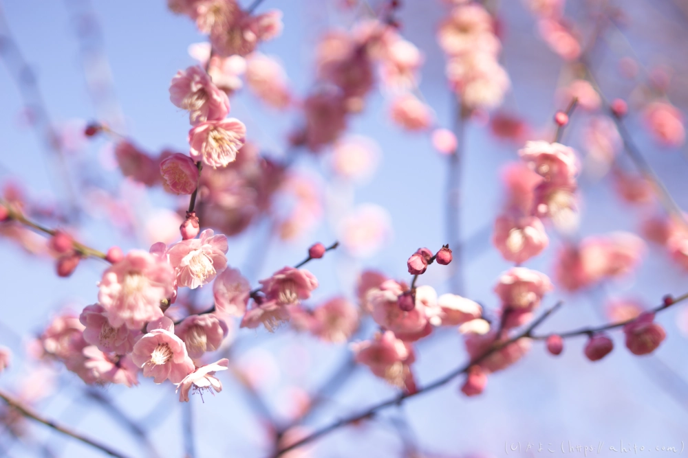 梅の花、満開 - 27