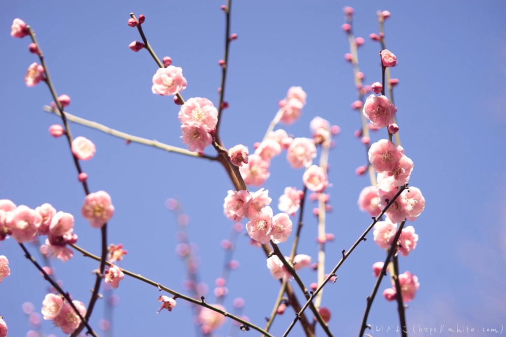 梅の花、満開 - 28