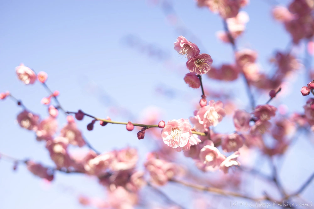 梅の花、満開 - 29