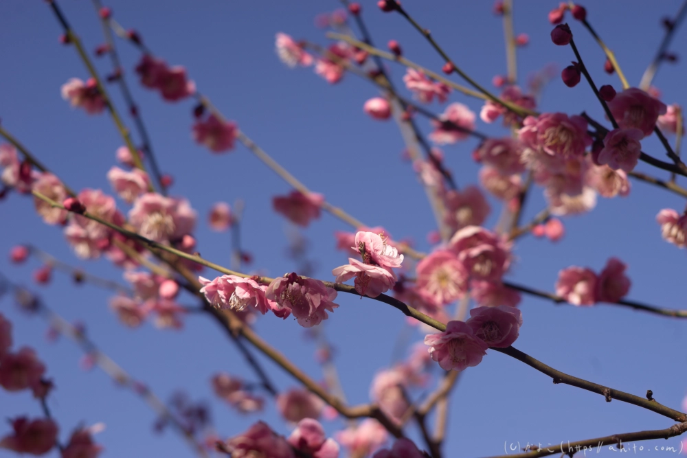 梅の花、満開 - 30